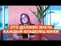 Уход за юккой: что делать после покупки, как поливать, как цветет, почему называют деревом счастья