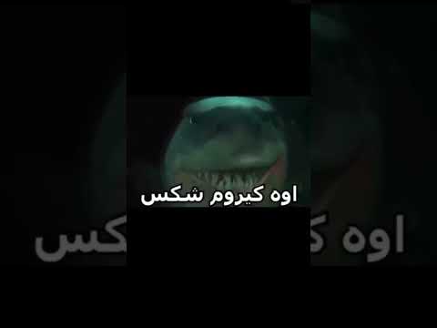 اوه کیروم شکست