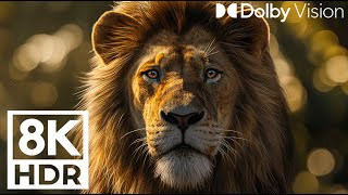 World of hunting 8k - Relaxing music with colorful wild animals (8k Ultra HD Video)
