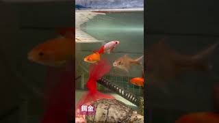 美しいエサ金なので飼うことに