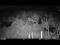 Beaver Hiding | Trail Camera Footage 11/25/2023