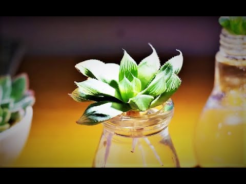 多肉植物の水栽培 ハオルチアの発根 Hydroponic Culture Succulent Haworthia Youtube