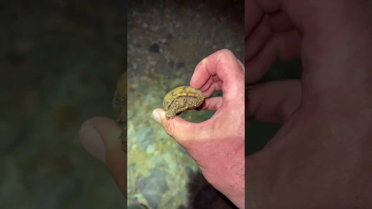 This little tortoise didn't make it :(