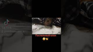 #веселье #юмор #любовь #приколы #кот #shorts #cat