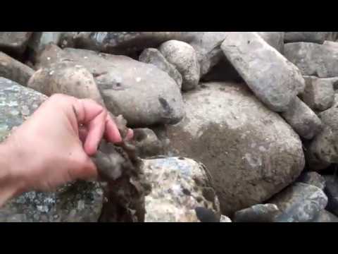 Impacto del alga invasora conocida ‘moco de roca’