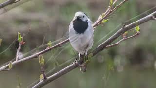 Птицы Беларуси. Трясогузка белая (Motacilla alba)