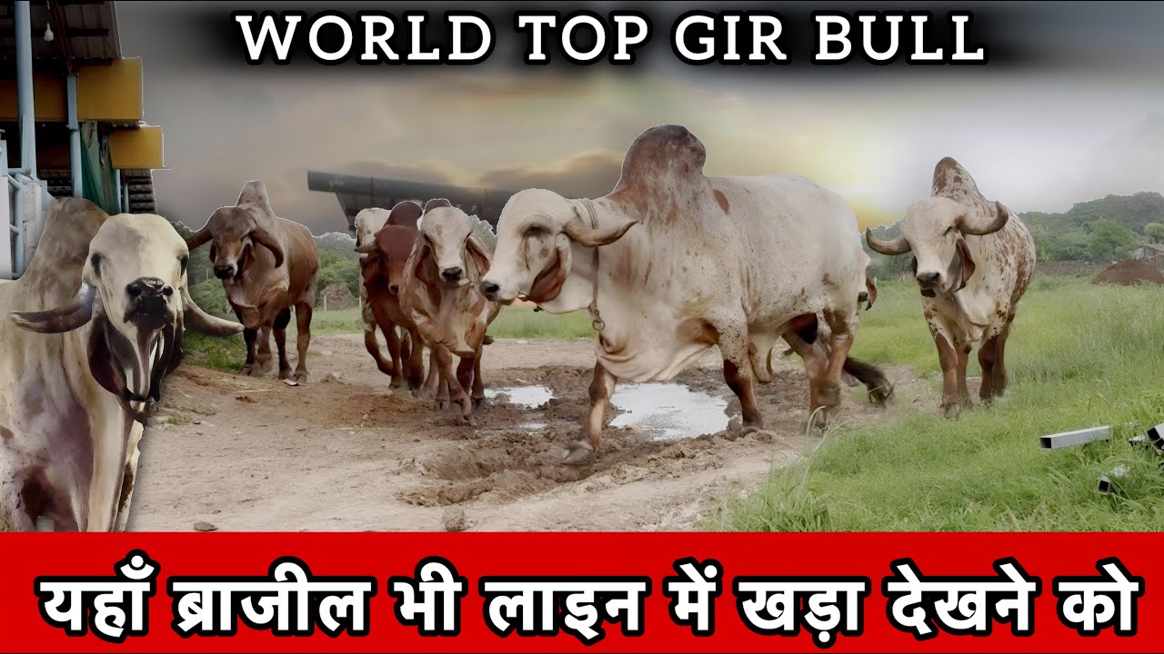 देश दुनिया के सबसे प्रसिद्ध गिर नंदी 👍यह नंदी बदलेगे गिर का भविष्य @farminggeographylive 