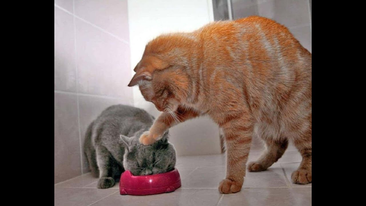 Как можно их не любить, топ из тик тока. How can you not love them tik ...