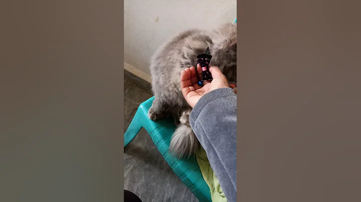 Video 3934351: persian cat baby, persian kitten, persian doll, doll face persian, cat blue eyes, pets, cattery