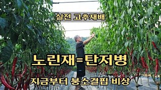 지금부터 붕소결핍 시작됩니다. 가을 고추 깨끗하게 수확 할려면ㆍ고추농사ㆍ텃밭농사ㆍ고추재배