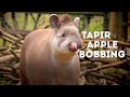 Tapirs go Apple Bobbing!