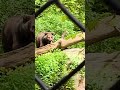 #zoo #dancing #animal # comment for the story from the animal i will post so you guys can read