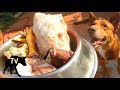 Australian Kelpie eating raw real food!  Dog food Mukbang