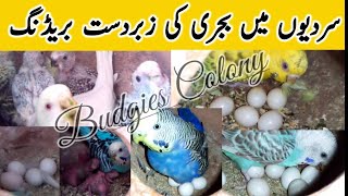 21 Pair Budgies Colony Progress | Budgies Breeding Colony | Ayub Birds