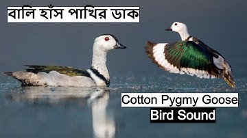 বালি হাঁস পাখির ডাক | Cotton Pygmy Goose Bird Call | Hans Pakhir Dak Duck Sound@wildindiamit​