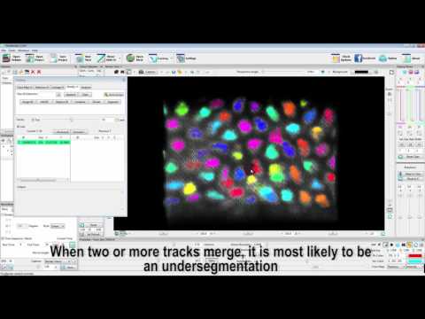 The K-means clustering added to FluoRender for segmentation and tracking