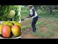 FARMER MAINTAINING MANGO ORCHARD ON 8 ACRE LANDS IN JAMAICA| INSPIRING STORY