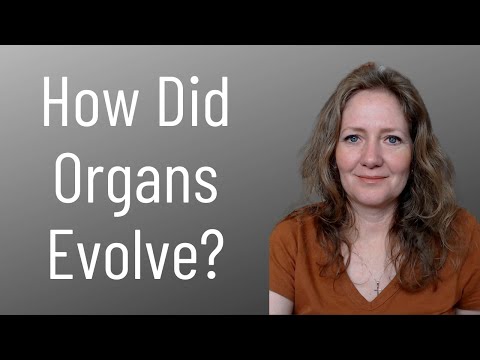 How Do Organs Evolve?