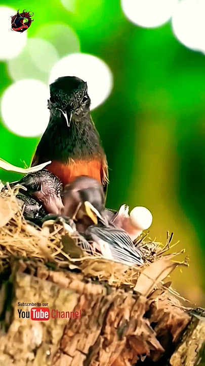 sarang MURAI BATU di Alam Liar #shorts #shortsfeed #muraibatu #muraibatugacor #murai #birds