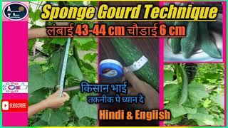 #sponge gourd technique||sponge gourd||उचित देखभाल अधिक मुनाफा|| #sponge gourd cultivation||#गिलकी