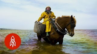 Shrimp Fishing on Horseback for 700 Years