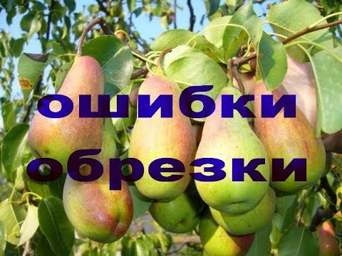 НЕПРАВИЛЬНАЯ ОБРЕЗКА ГРУШИ! КОШМАР