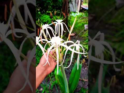 Video: Floración de la planta araña - Aprende sobre las flores en las plantas araña