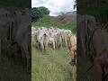 MUDANDO A VACADA DE PASTO BODOCO PÉ