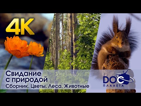 Свидание с природой. Сезон 1- Цветы.Леса,Животные - Документальный фильм - Антистресс сериал