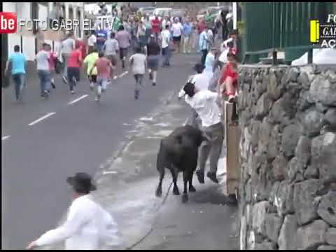 Saldırgan boğalar millete zarar veriyor