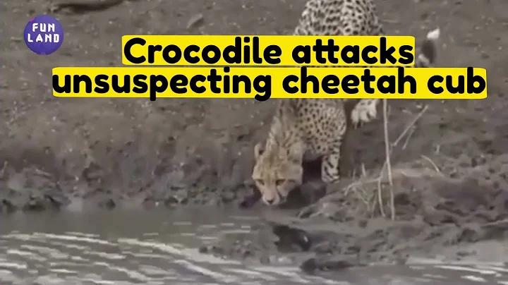 Crocodile attacks unsuspecting cheetah cub 😥😥