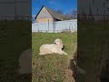 Пиренейская горная собака ДЕРА, на чиле, на расслабоне