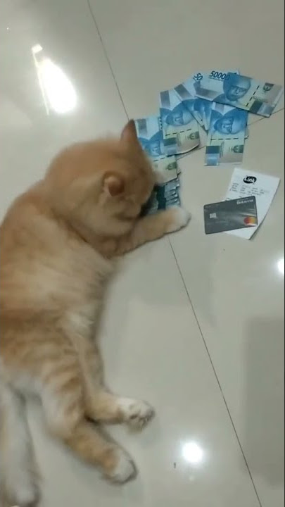Story wa 30 detik, ngak butuh disayang ku butuhnya uang
