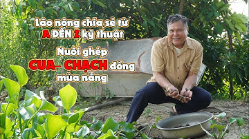 Chia sẻ cách nuôi cua đồng, chạch đồng chi tiết nhất || Mô hình & kỹ thuật nuôi cua đồng, chạch đồng