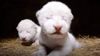 Two rare white lion cubs born in Crimea safari park