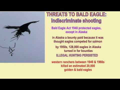 THREATS TO BALD EAGLES part 1 @drjahn41