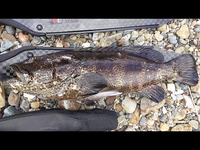 The taste of giant yellowtail grouper - YouTube