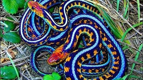 I SUCK (slither.io) ep1