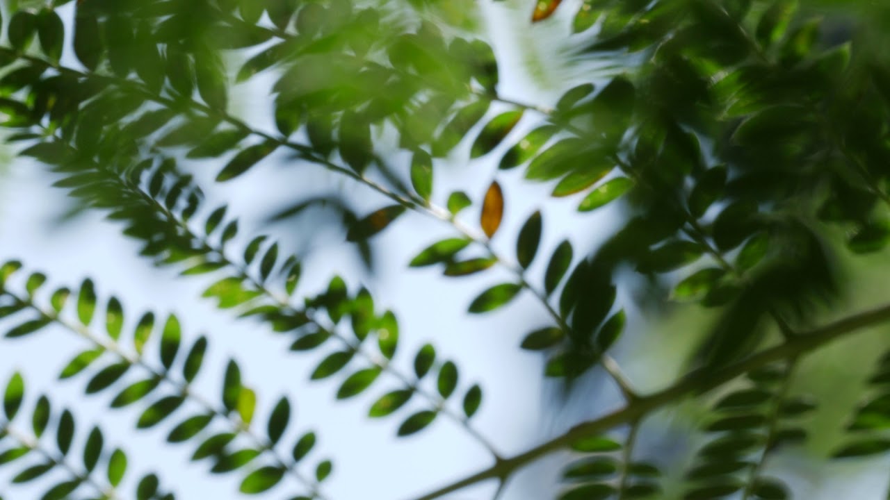 ROYALTY FREE VIDEO | close up of tree branches