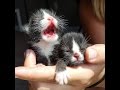 衰弱した子猫2匹を発見。保護した家の先住犬が、母親代わり？！その一生懸命な姿に心癒される時・・・【nekoの部屋】
