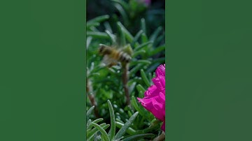 سورة الأعلى بصوت الشيخ   #بيشة_قادر_الكردي الآيات من 1 إلى 7