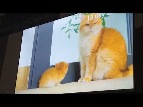 A cat watching on TV.. #funnyvideo #catlover