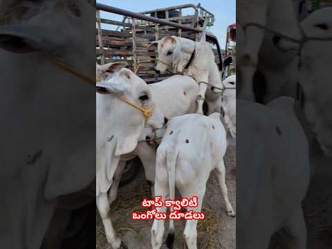 milk teeth bulls