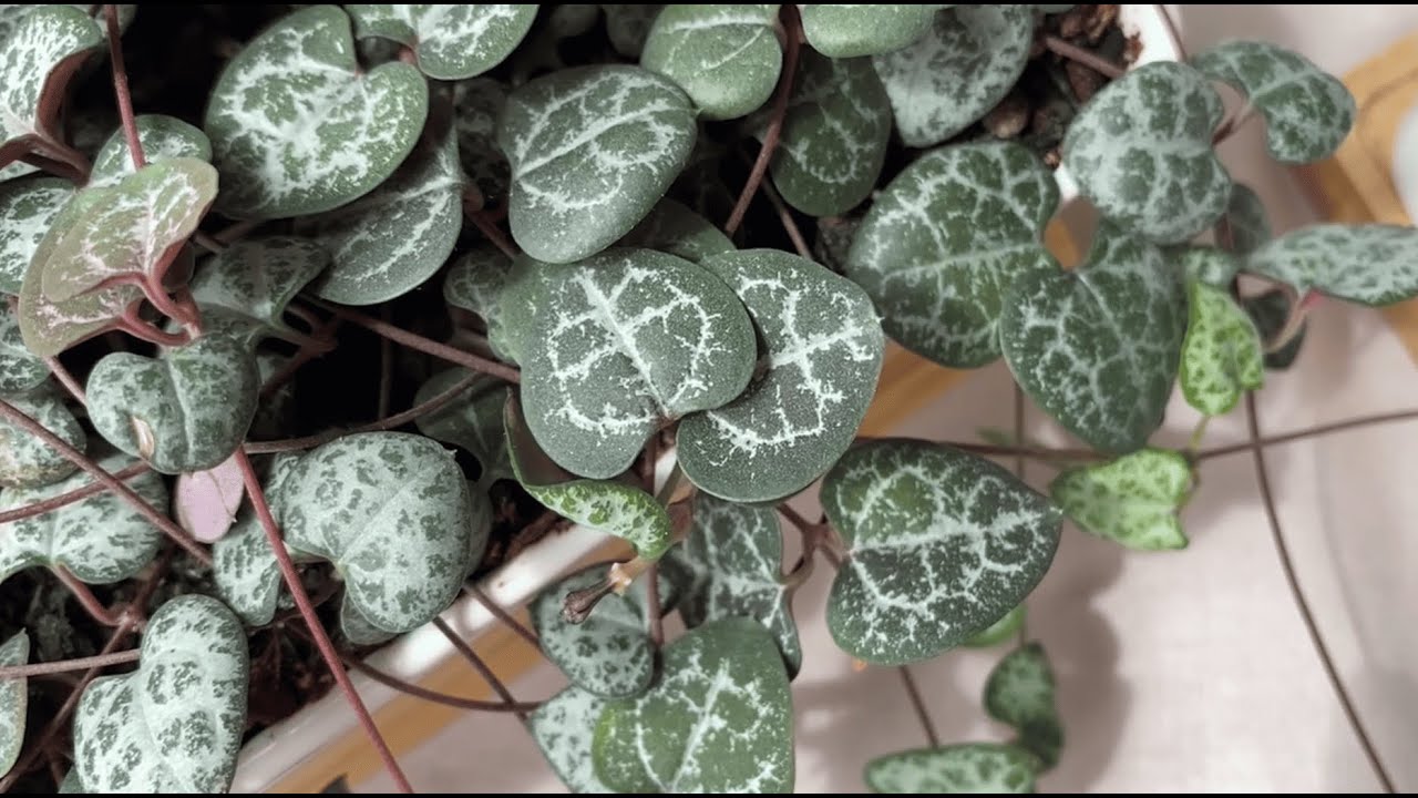 Как вырастить красивую Церопегию Вуда (Ceropegia woodii)