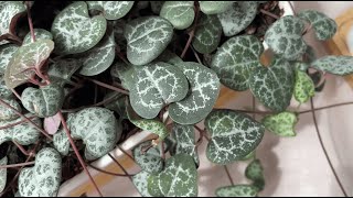 :      (Ceropegia woodii)