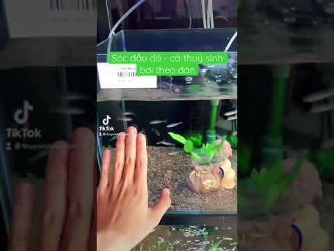 Video Cá sóc đầu đỏ bơi theo đàn - youtube