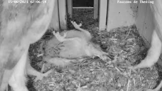 Fatal attack and dispossession of the nest box  June 15, 2021  Kestrel of Théding