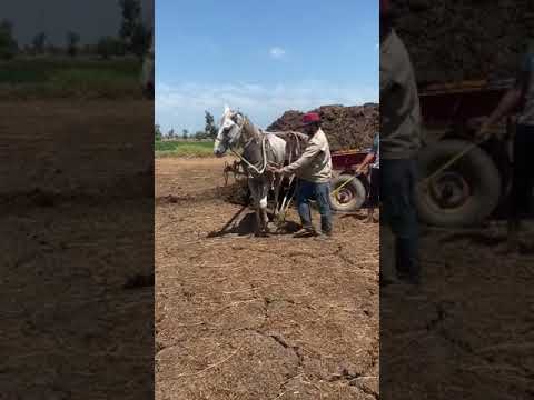 شوف جر الخيل واتفرج على شد خيل كفرالابحر نبروه الدقهلية أجمل فيديوهات شد الخيل محمود العدوى الشبح