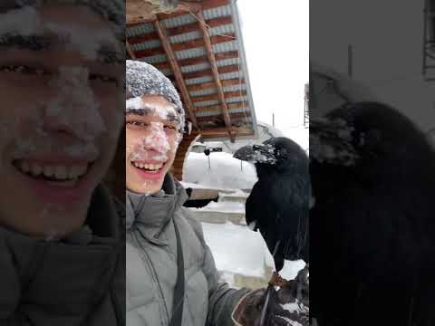 Показал пример, как надо нырять 😅 #воронгоша #animal #raven