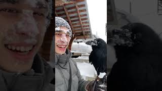 Показал пример, как надо нырять 😅 #воронгоша #animal #raven